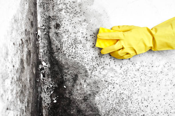 Best Mold Damage Restoration  in Amelia, LA